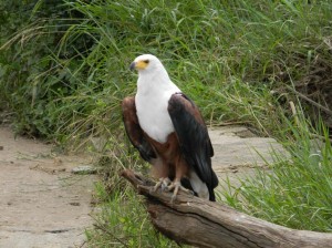 Afrika_12 (309) (Copy)