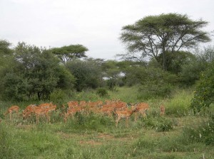 Afrika_12 (310) (Copy)