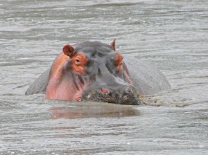 Afrika_12 (315) (Copy)