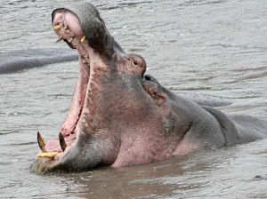 Afrika_12 (318) (Copy)