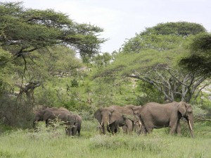 Afrika_12 (327) (Copy)