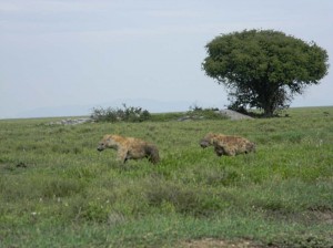 Afrika_12 (328) (Copy)