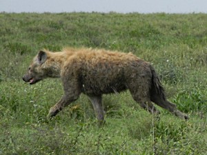 Afrika_12 (330) (Copy)