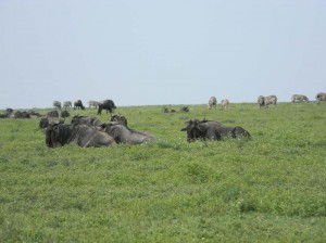 Afrika_12 (332) (Copy)