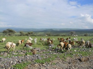 Afrika_12 (344) (Copy)