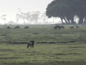 Afrika_12 (379) (Copy)