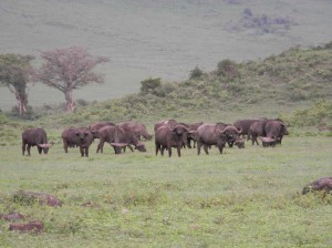 Afrika_12 (388) (Copy)