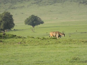 Afrika_12 (389) (Copy)