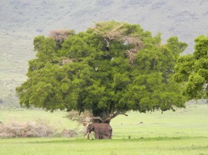 Afrika_12 (392) (Copy)