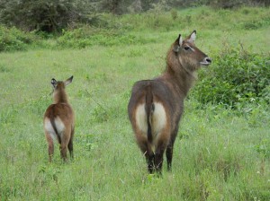 Afrika_12 (395) (Copy)