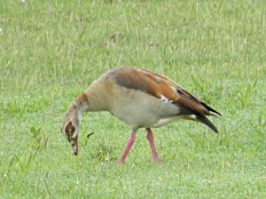 Afrika_12 (398) (Copy)