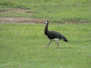 Afrika_12 (399) (Copy)