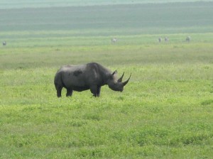 Afrika_12 (409) (Copy)