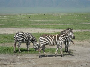 Afrika_12 (418) (Copy)