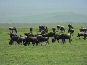 Afrika_12 (422) (Copy)