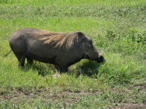 Afrika_12 (425) (Copy)