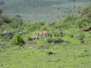 Afrika_12 (436) (Copy)