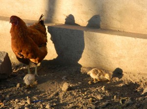 Afrika_12 (460) (Copy)