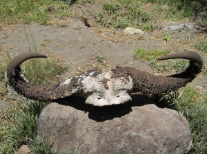 Afrika_12 (474) (Copy)