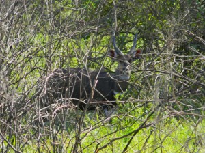 Afrika_12 (483) (Copy)