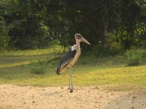 Afrika_12 (512) (Copy)