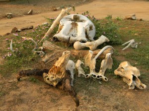 Afrika_12 (518) (Copy)