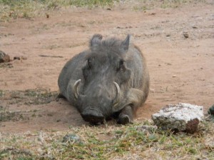 Afrika_12 (523) (Copy)