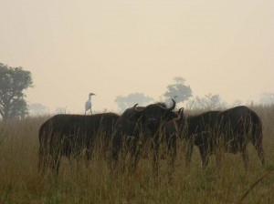 Afrika_12 (537) (Copy)