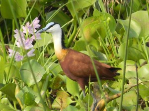 Afrika_12 (546) (Copy)