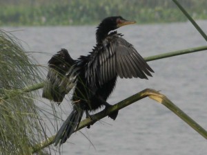 Afrika_12 (548) (Copy)