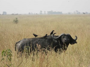 Afrika_12 (554) (Copy)