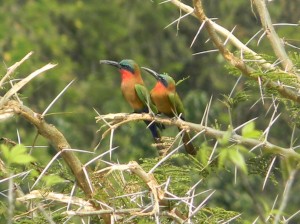 Afrika_12 (561) (Copy)