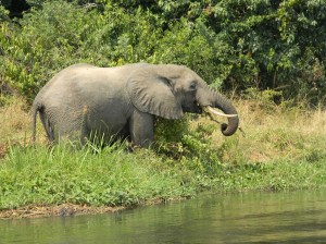 Afrika_12 (564) (Copy)