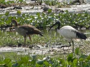 Afrika_12 (575) (Copy)