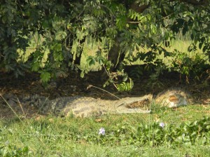 Afrika_12 (587) (Copy)