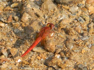 Afrika_12 (596) (Copy)