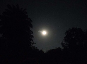 Afrika_12 (625) (Copy)