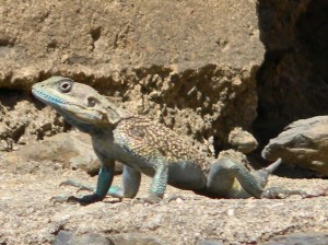 Afrika_12 (652) (Copy)