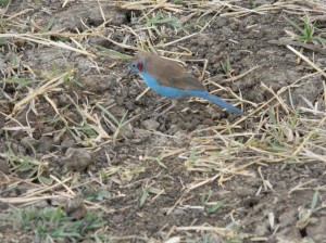 Afrika_12 (669) (Copy)