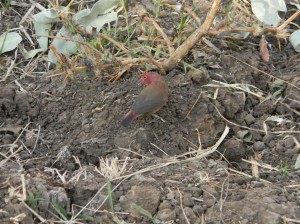 Afrika_12 (671) (Copy)