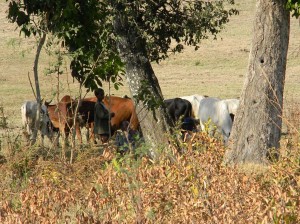 Afrika_12 (675) (Copy)