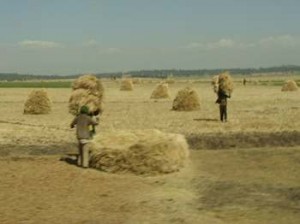 Afrika_12 (761) (Copy)