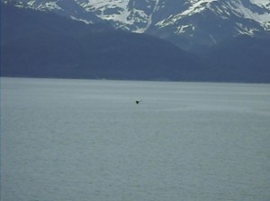 Alaska_11  (238) (Copy)