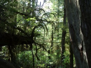 Alaska_11  (319) (Copy)