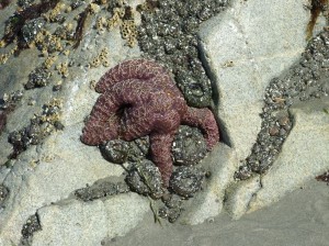 Alaska_11  (340) (Copy)