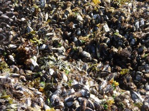 Alaska_11  (341) (Copy)