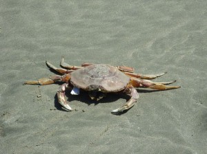 Alaska_11  (345) (Copy)