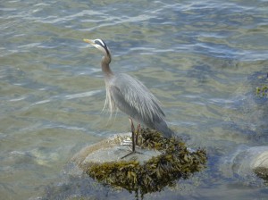 Alaska_11  (368) (Copy)