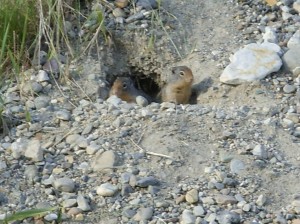 Alaska_11  (394) (Copy)