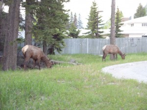 Alaska_11  (398) (Copy)